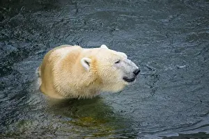 Carnivora Prints: Portrait of a polar bear (Ursus maritimus) in the water in a zoo