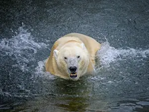 Carnivora Prints: Portrait of a polar bear (Ursus maritimus) in the water in a zoo, splashing water