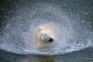 Tundra Prints: Portrait of a polar bear (Ursus maritimus) in the water in a zoo, splashing water