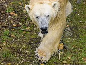 Tundra Prints: Portrait of a polar bear (Ursus maritimus) in a zoo