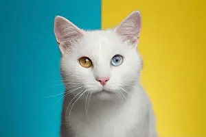 Gaze Prints: Portrait of Pure White Cat with odd eyes Stare in Camera on bright Blue and Yellow Background