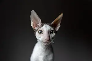 Animal Body Part Prints: Portrait of a purebred cornish rex cat on a dark background