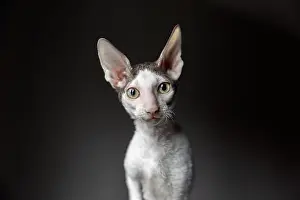 Animal Body Part Prints: portrait of a purebred Cornish Rex cat on a dark background