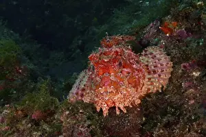 Scorpionfishes Prints: Portrait of red scorpionfish (Scorpaena scrofa) with distinct patterns on the seabed