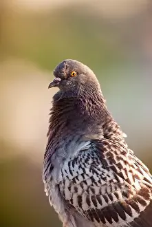 Feral Prints: Portrait of a rock pigeon commonly found in urban areas within the USA