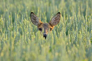 Looking At Camera Prints: Portrait of Roe Deer (Capreolus capreolus) Doe in Grain Field, Hesse, Germany