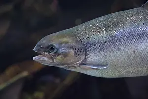 Trout Prints: Portrait of a salmon swimming in calm water