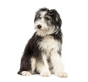 Looking At The Camera Prints: Portrait of a scruffy sitting Bearder collie dog