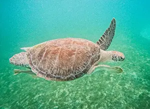 Seagrass Prints: Portrait of a sea turtle swimming in tropical waters, St John