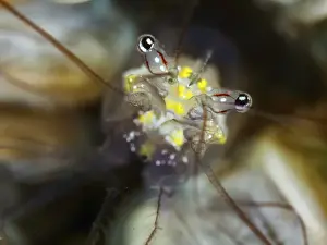Looking At The Camera Prints: Portrait of a shrimp with huge eyes and yellow dots