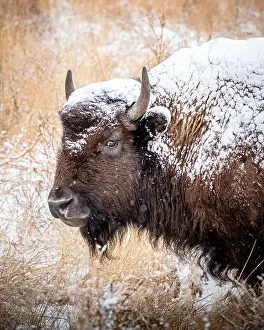 Chilly Prints: Portrait of a snow covered bison giving a side glance
