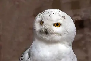 Diurnal Prints: Portrait of a snowy owl from the front