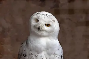 Diurnal Prints: Portrait of a snowy owl from the front