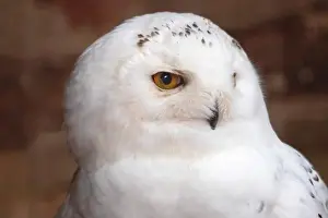 Diurnal Prints: Portrait of a Snowy Owl close-up in profile