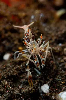 Animals In The Wild Prints: Portrait of a spiny tiger shrimp (Phyllognatia ceratophthalmus)