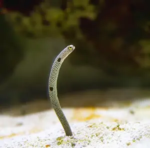 Burrow Prints: Portrait of a Spotted Garden Eel, Heteroconger hassi