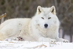 Lupus Prints: Portrait of timber wolf in Canadian winter