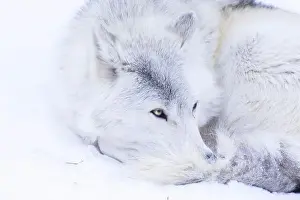 Lupus Prints: Portrait of timber wolf in Canadian winter