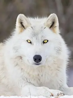 Lupus Prints: Portrait of timber wolf in Canadian winter