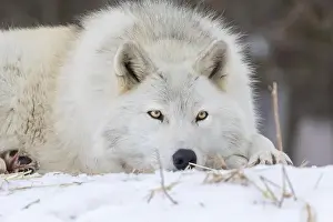 Lupus Prints: Portrait of timber wolf in Canadian winter