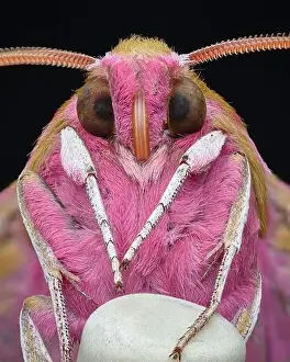 Focus Stacking Prints: Portrait of the underside of a pink moth with brown eyes and white legs standing on an eraser-tip pencil