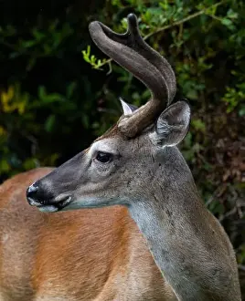 Antlers Prints: Side portrait view of a whitetail deer