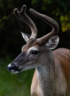 Antlers Prints: Portrait view of a whitetail deer