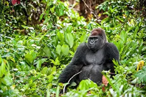 Congo Prints: Portrait of a western lowland gorilla (Gorilla gorilla gorilla) close up at a short distance
