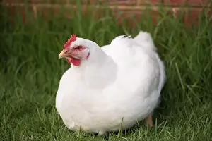 Animal Welfare Prints: portrait of white broiler chicken (Gallus gallus domesticus) full body looking at the camera