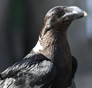 Tanzania Prints: Portrait of a white-necked raven ( Corvus albicollis). Sanya Juu, Boma Ngombe, Tanzania