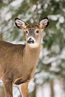 White Tailed Deer Prints: Portrait of a white-tailed deer buck having recently shed his antlers