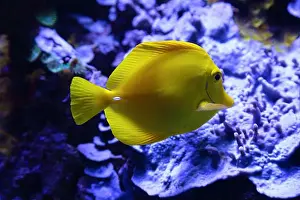 Tropical Fish Prints: Portrait of a yellow tang (Zebrasoma flavescens)