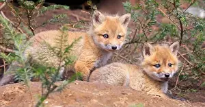 Surrounded Prints: Portrait of young red foxes near their den surrounded by green fir branches, Canada