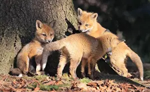 Vulpes Prints: Portrait of young red foxes playing in the forest, Canada
