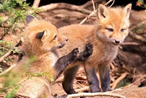 Young Family Prints: Portrait of young red foxes playing near their den with green fir branches on the foreground