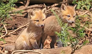 Vulpes Prints: Portrait of young red foxes playing near their den with green foreground, Canada