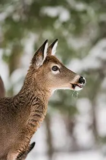 White Tailed Deer Prints: Portrait of a young white-tailed deer in front of snow covered trees