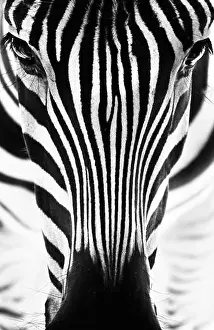 Skin Prints: Portrait of a zebra. Black and white