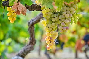 Abundance Prints: Portugal, Douro, Douro Valley, Green grapes in vineyard seen on peaceful day