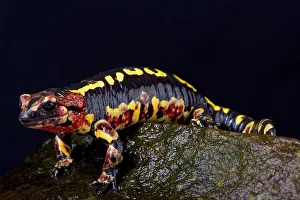 Salamander Prints: Portugese fire salamander, Salamandra salamandra gallaica