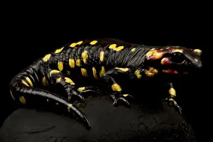 Salamander Prints: Portugese fire salamander (Salamandra salamandra gallaica)
