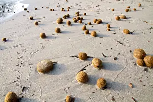 Sandy Beach Prints: Posidonia oceanica, Neptune grass, Poseidon balls on beach