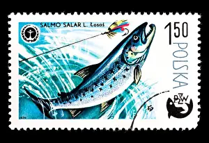 Postage Stamp Prints: Postage stamp from Poland depicting an Atlantic salmon (Salmo salar) being caught by a fisherman