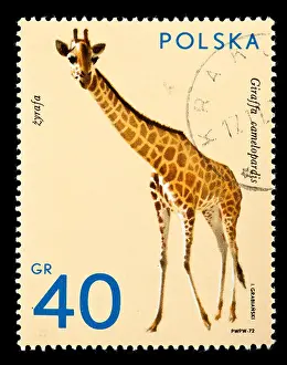 Postage stamp from Poland depicting a giraffe (Giraffa camelopardis)