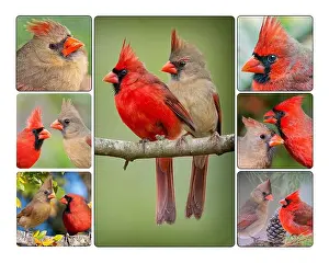Arboreal Prints: Poster Containing Seven Images of Northern Cardinal Mates Photographed in Southern Louisiana