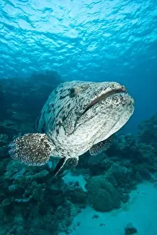 Territorial Prints: Potato cod (Epinephelus tukula)