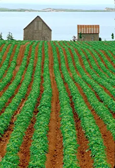 Furrow Prints: Potato Field on Prince Edward Island
