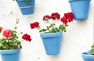 Malaga Prints: Potted flowers hang in the wall of Carmen Street in Marbella old town. (Malaga, Spain)