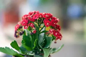Flaming Prints: Potted Kalanchoe flowers (Kalanchoe blossfeldiana)
