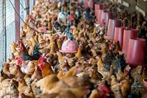 Barn Prints: Poultry Farm (Armenteros Finca), Panama